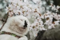 那天给猫放无牙仔跳舞原版视频，它居然跟着扭起来了