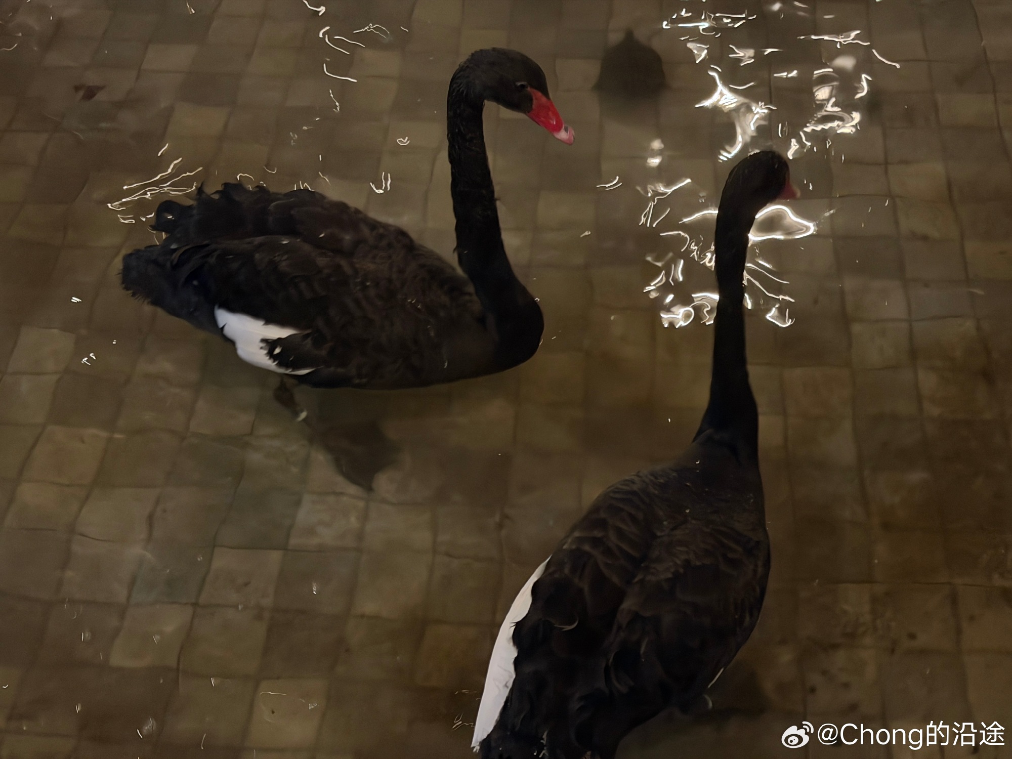 我家的365夜黑天鹅故事 我家的365夜黑天鹅故事
