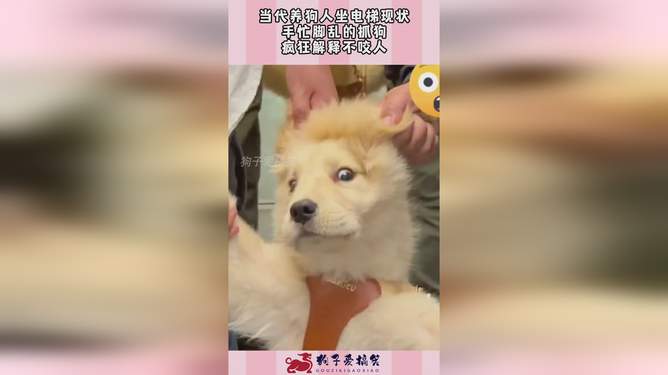养狗365天完整记录，从手忙脚乱到心照不宣